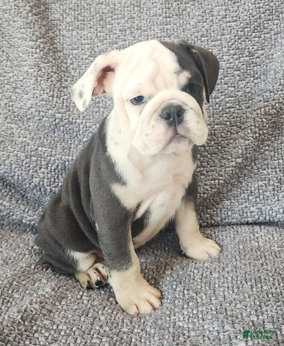 English Bulldog dogs for sale: Bailey - Image 10