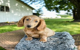 Miniature Dachshund dogs for sale: Fuzzie - Image 5