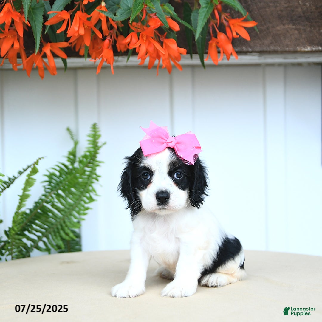 Cocker Spaniel dogs for sale: Nala - Image 2