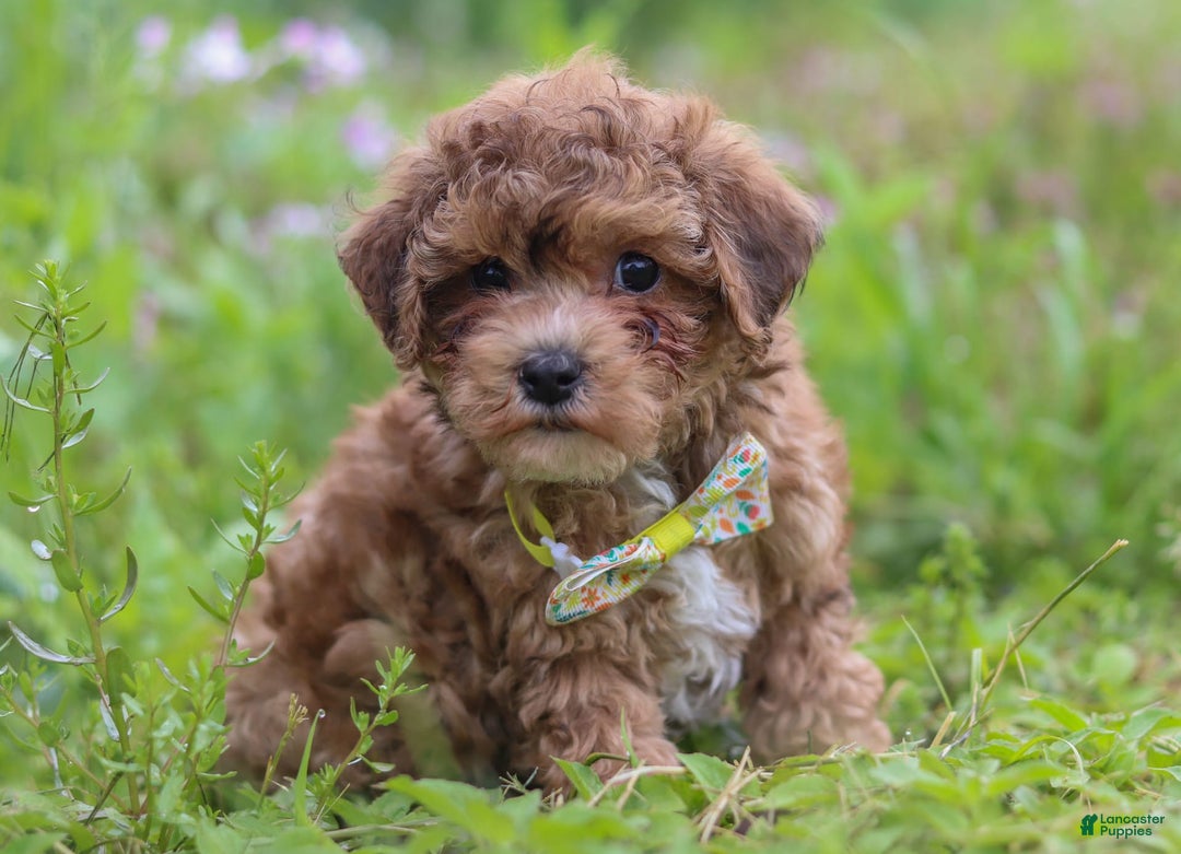 Yorkiepoo dogs for sale: Max - Image 1