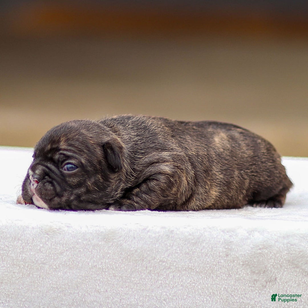 Frenchton dogs for sale: Brooke - Image 3