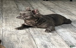 French Bulldog dogs for sale: Homer - Image 4