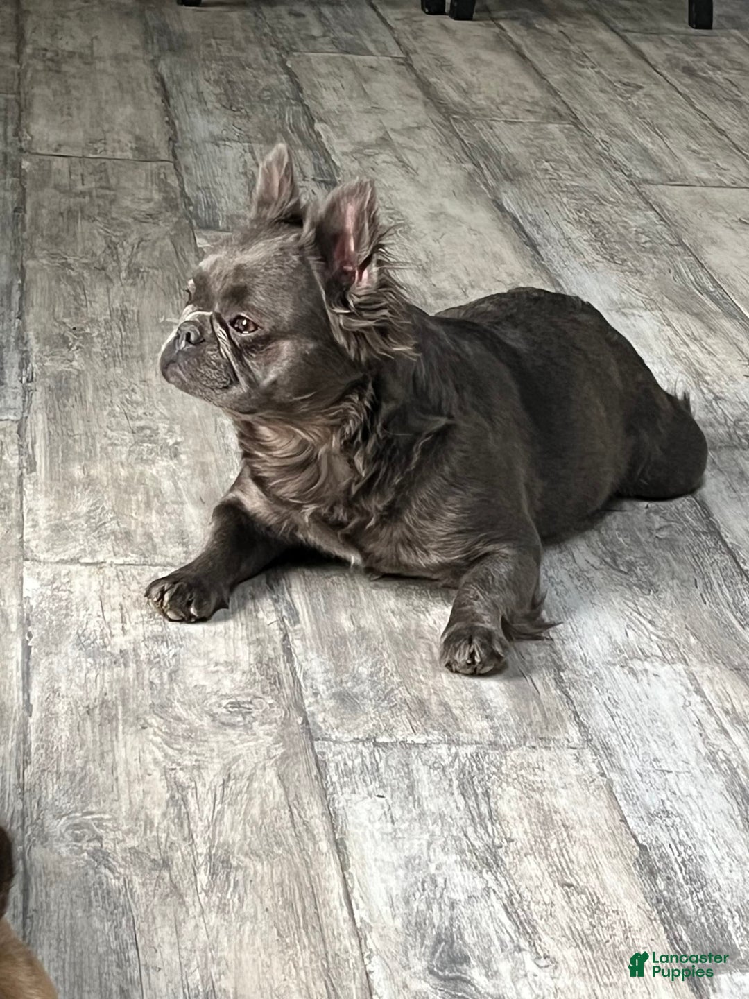 French Bulldog dogs for sale: Homer - Image 4
