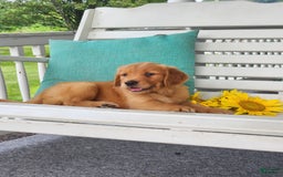 Golden Retriever dogs for sale: Dick - Image 2