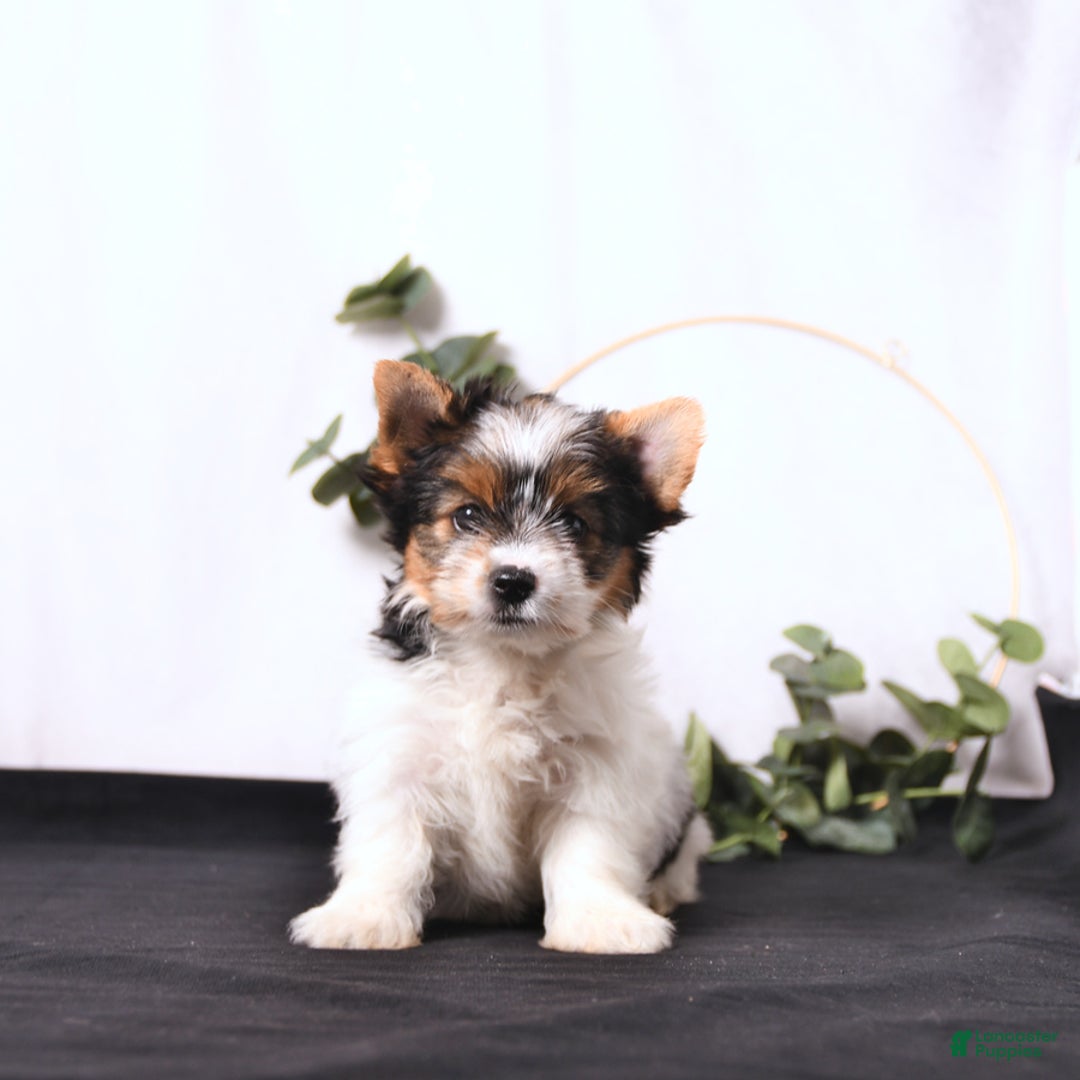 Biewer Terrier dogs for sale: Ava - Image 5