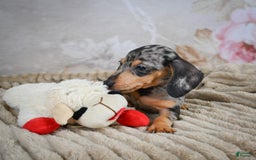 Miniature Dachshund dogs for sale: Ryder - Image 2