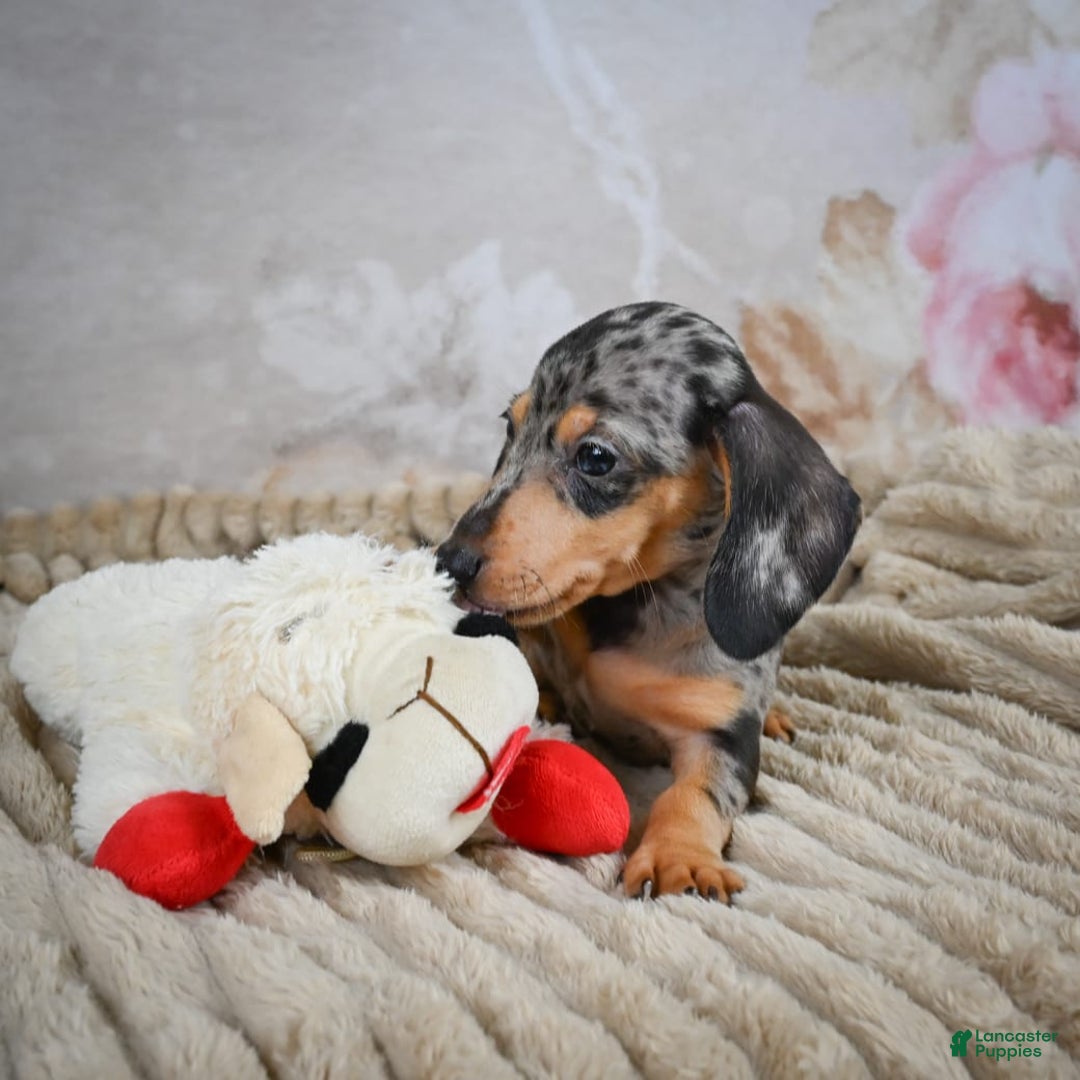 Miniature Dachshund dogs for sale: Ryder - Image 2
