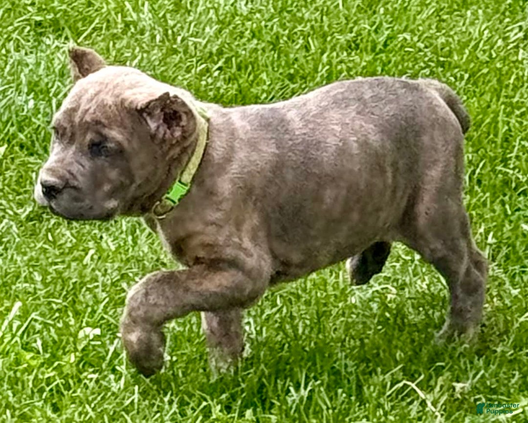 Cane Corso dogs for sale: Becca - Image 3