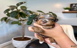 Mini Goldendoodle dogs for sale: Riley - Image 3