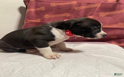 American Bully dogs for sale: Rio - Image 5