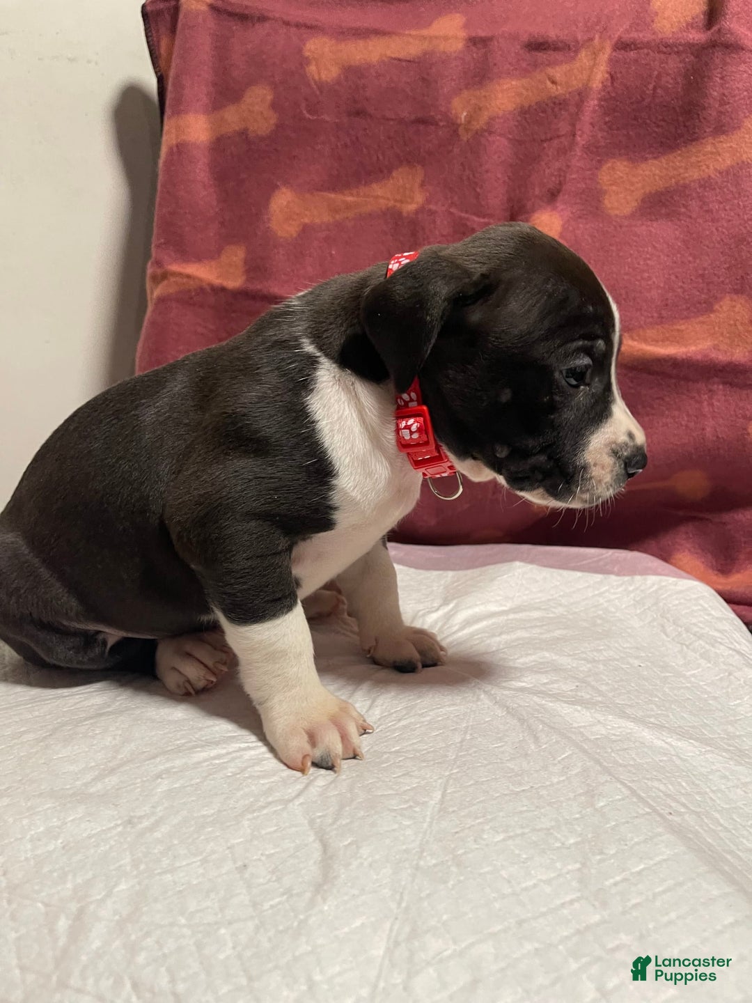 American Bully dogs for sale: Rio - Image 5