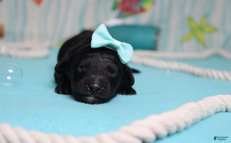 Mini Bernedoodle dogs for sale - Ad 3