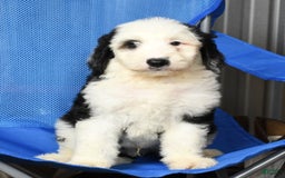 Sheepadoodle dogs for sale: Roscoe - Image 8