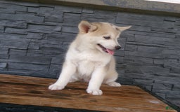 Pomsky dogs for sale: Silas - Image 12