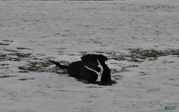 Labrador Retriever dogs for sale: Connor - Image 7