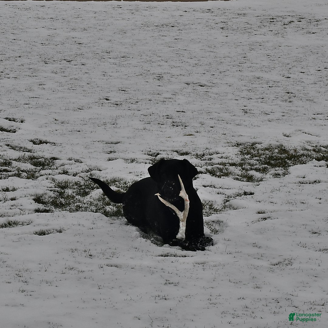 Labrador Retriever dogs for sale: Connor - Image 7