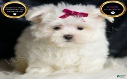 Maltese dogs for sale: Mizzie - Image 1