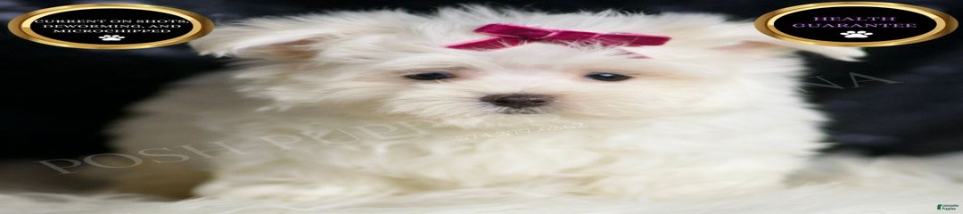 Mizzie