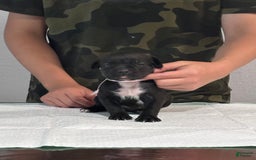 Cane Corso dogs for sale: Cane Corso - Image 3