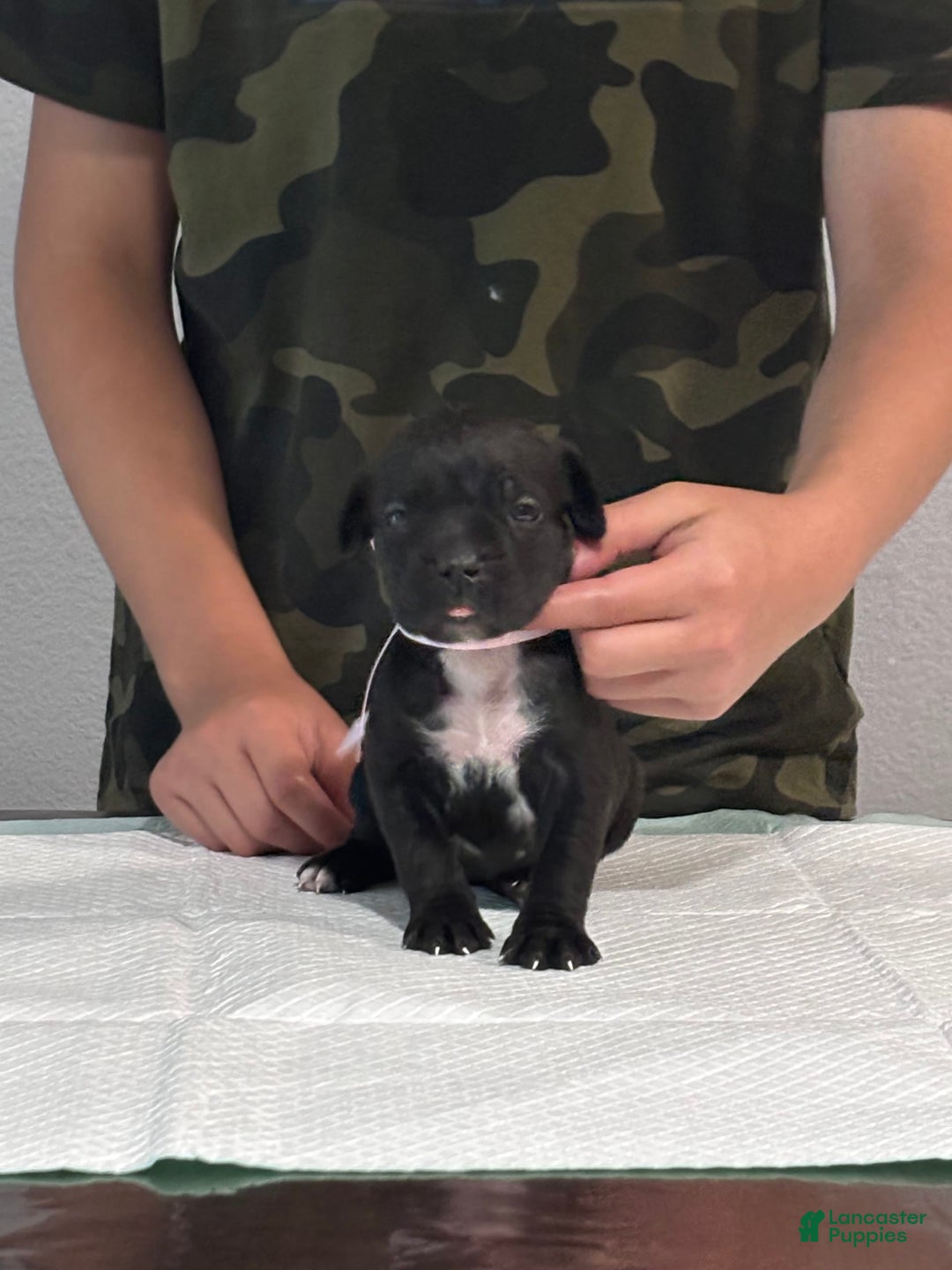 Cane Corso dogs for sale: Cane Corso - Image 3