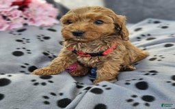 Cockapoo dogs for sale: Julia - Image 1