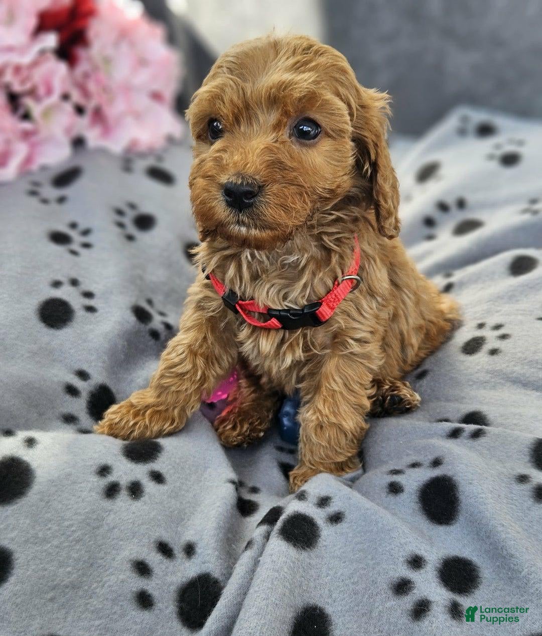 Cockapoo dogs for sale: Julia - Image 1