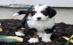 Mini Bernedoodle dogs for sale: Melissa - Image 3