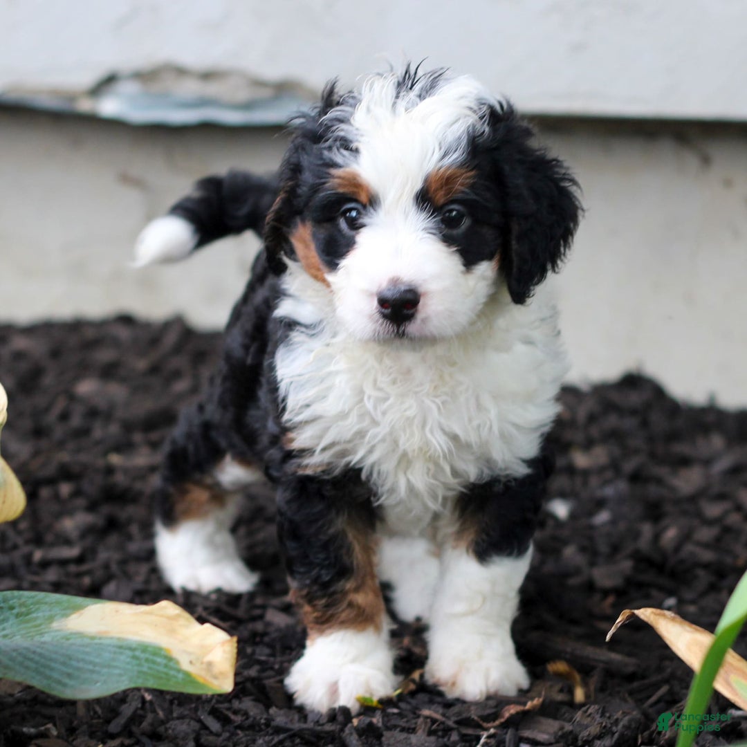 Mini Bernedoodle dogs for sale: Melissa - Image 3