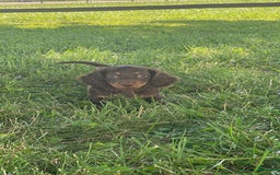Dachshund dogs for sale: Danny - Image 1
