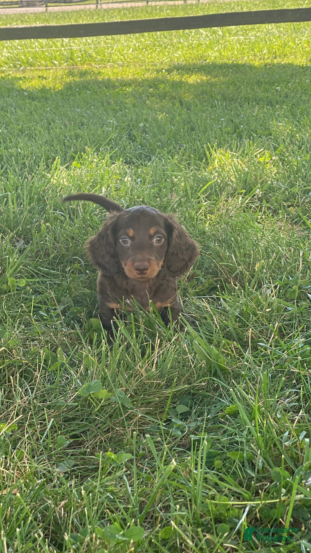 Dachshund dogs for sale: Danny - Image 1