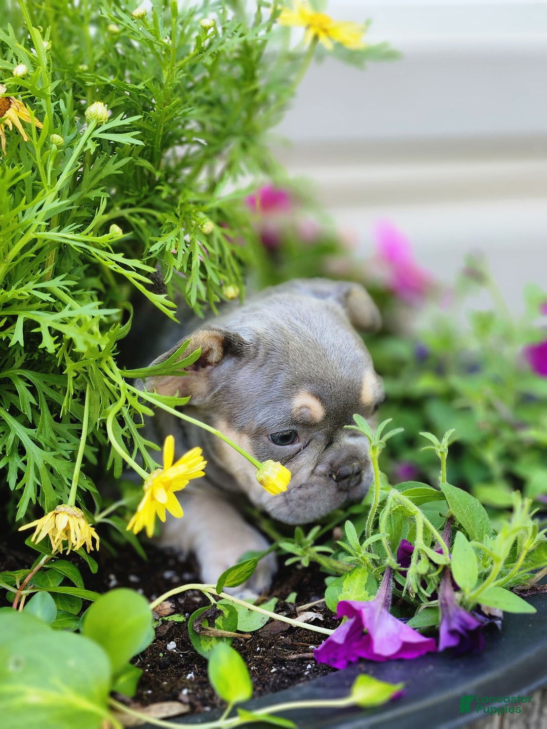 French Bulldog dogs for sale: Max - Image 3
