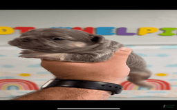 French Bulldog dogs for sale: Lilac and Tan Fluffy Big Rope - Image 3