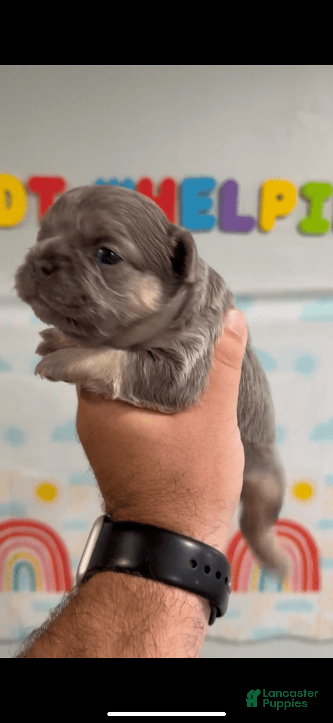 French Bulldog dogs for sale: Lilac and Tan Fluffy Big Rope - Image 3