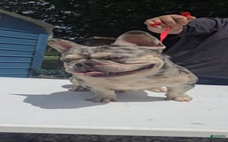 French Bulldog dogs for sale: Riot - Image 8