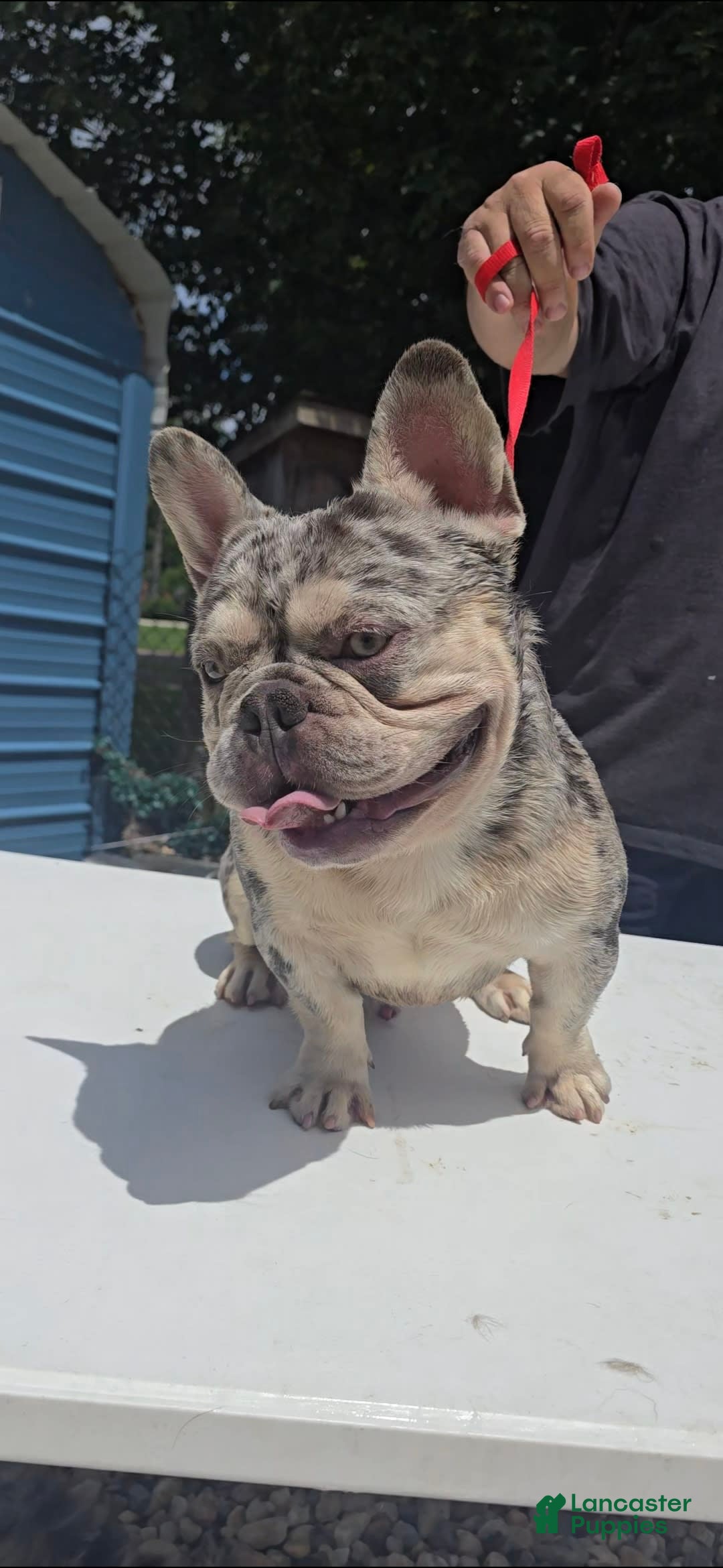 French Bulldog dogs for sale: Riot - Image 8