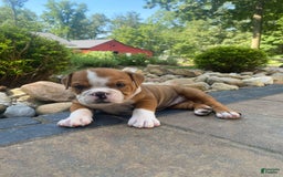 English Bulldog dogs for sale: Denver - Image 7