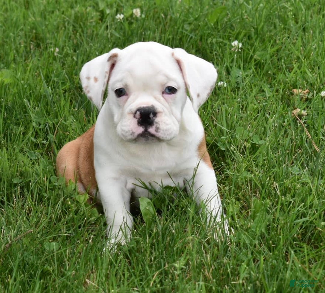 Beabull dogs for sale: Tessa - Image 12