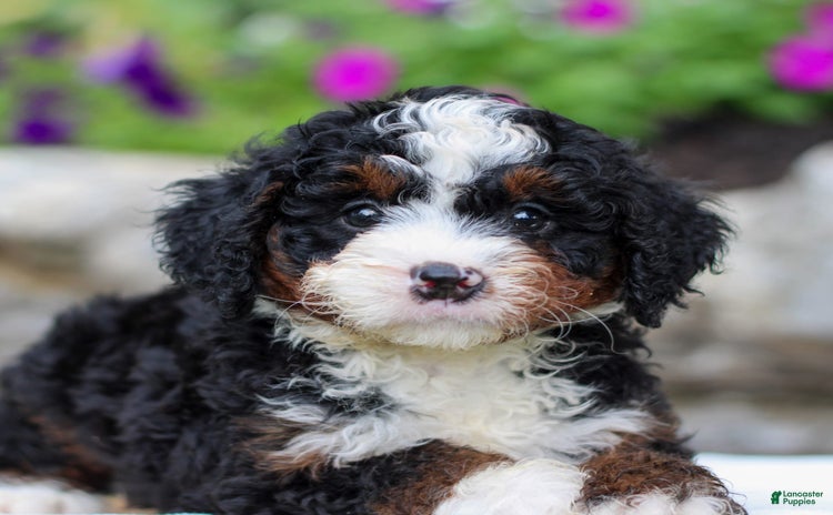 Mini Bernedoodle dogs for sale - Ad 2