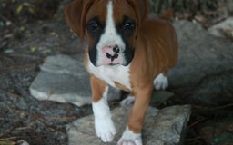 Boxer dogs for sale: Samson - Image 5
