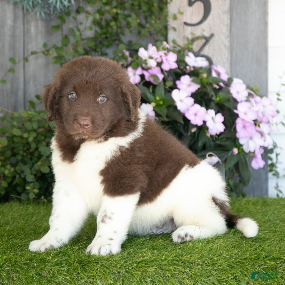 Newfoundland dogs for sale: Walter - Image 3