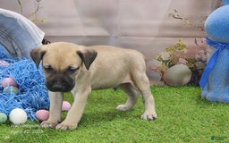 Catahoula Leopard Dog dogs for sale: Goldie 2025 M2 - Image 16