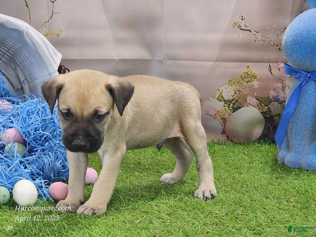Catahoula Leopard Dog dogs for sale: Goldie 2025 M2 - Image 16