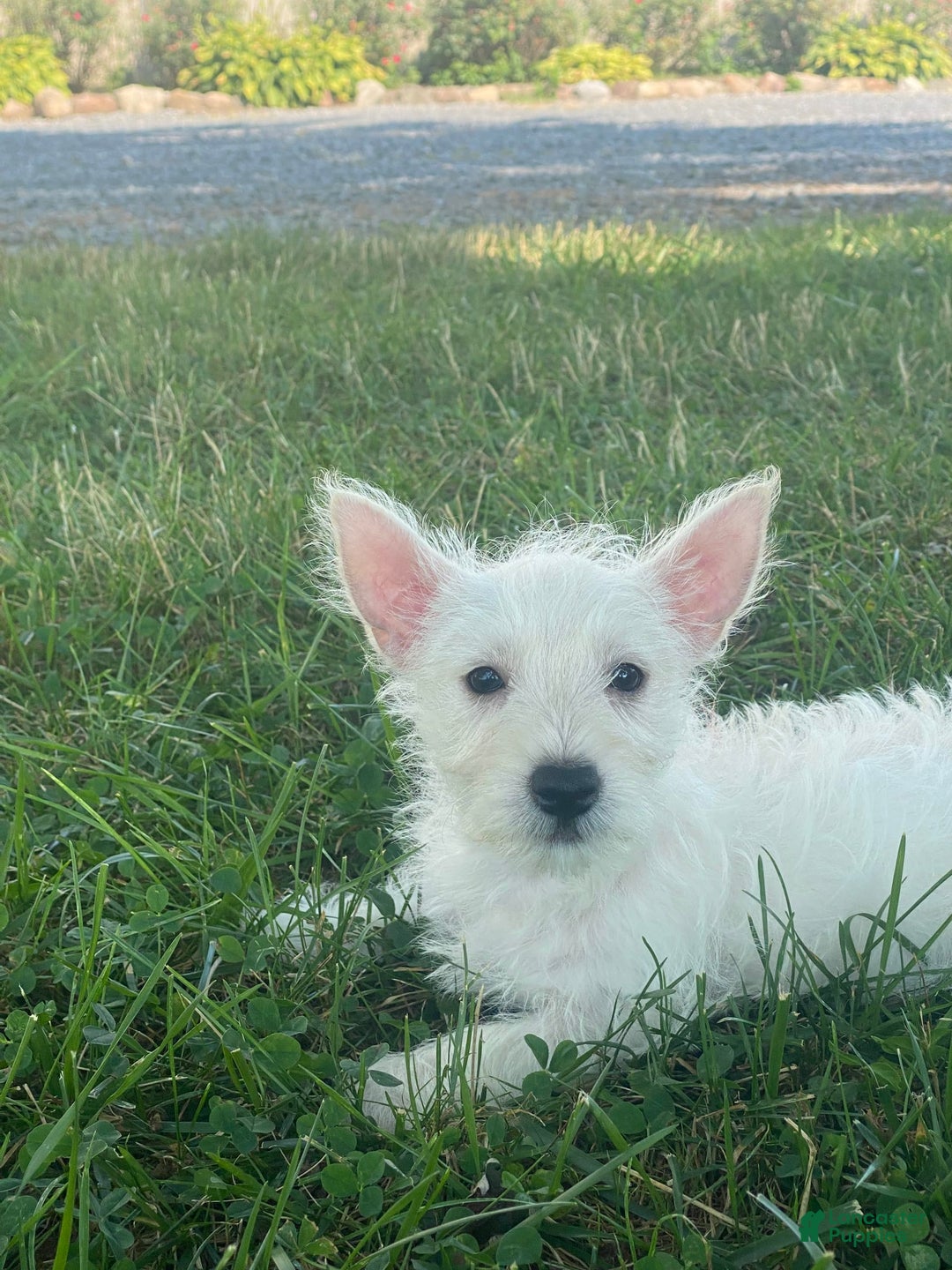 West Highland Terrier dogs for sale: Wanda - Image 6