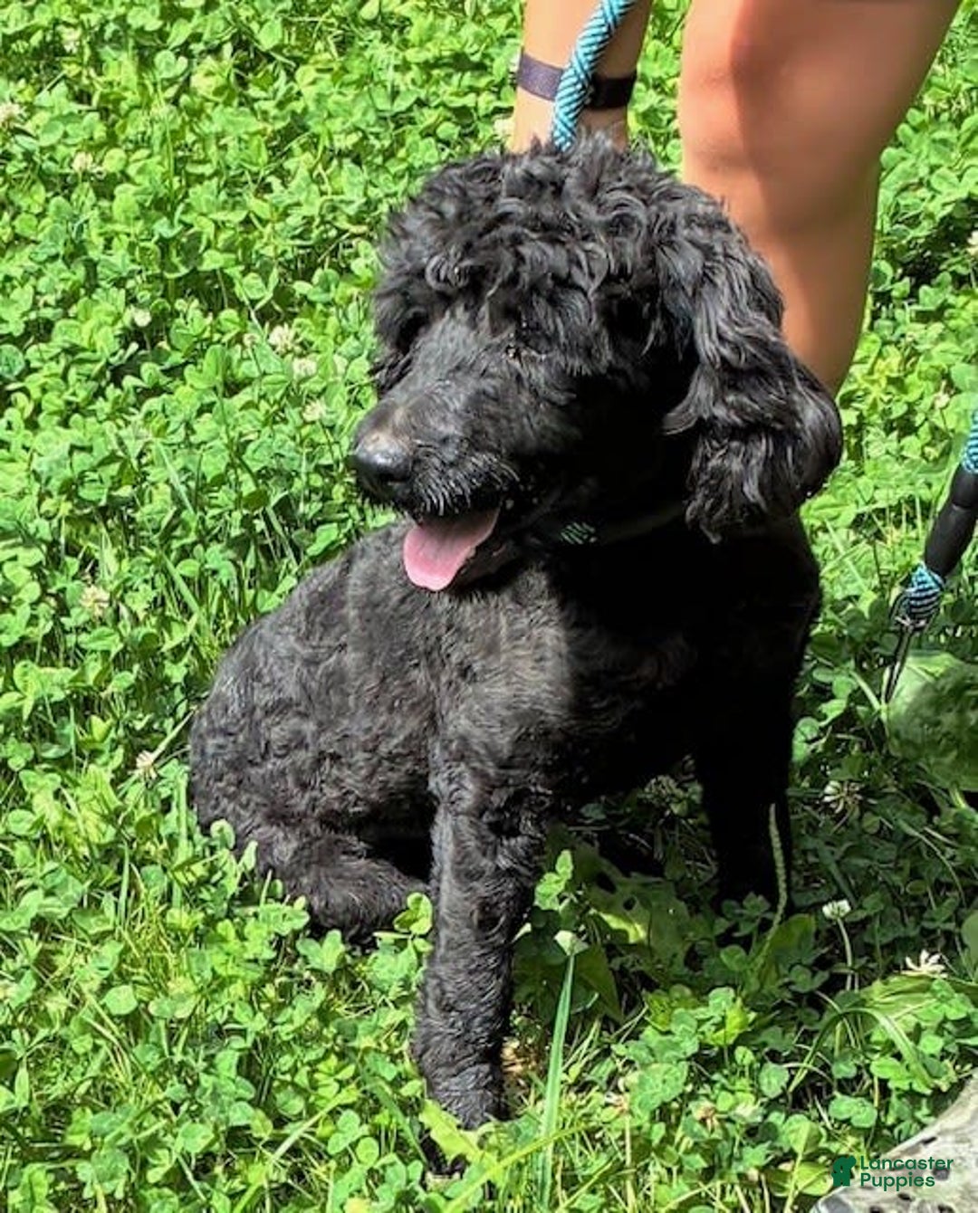 Goldendoodle dogs for sale: Tyson - Image 1
