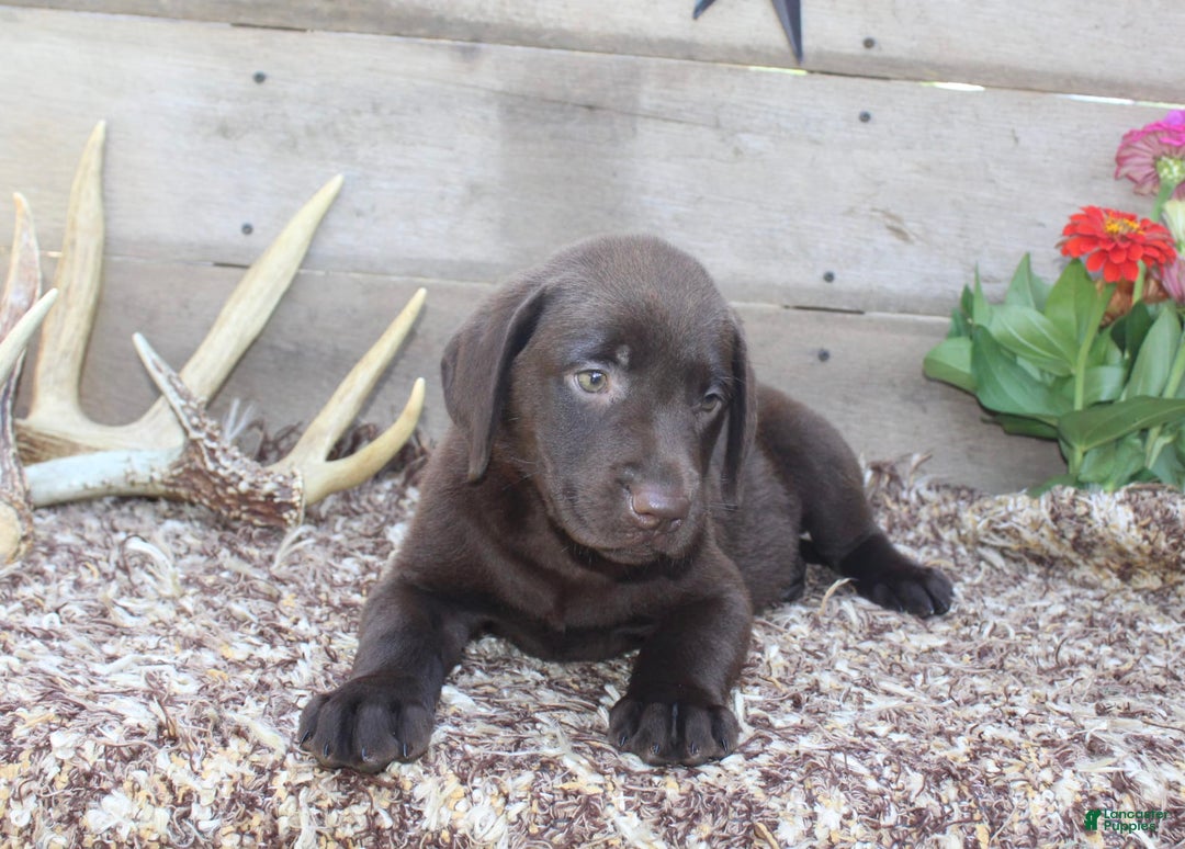 Labrador Retriever dogs for sale: Remington - Image 6