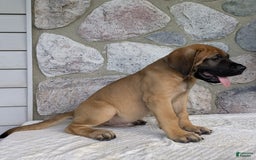 English Mastiff dogs for sale: Buck - Image 6