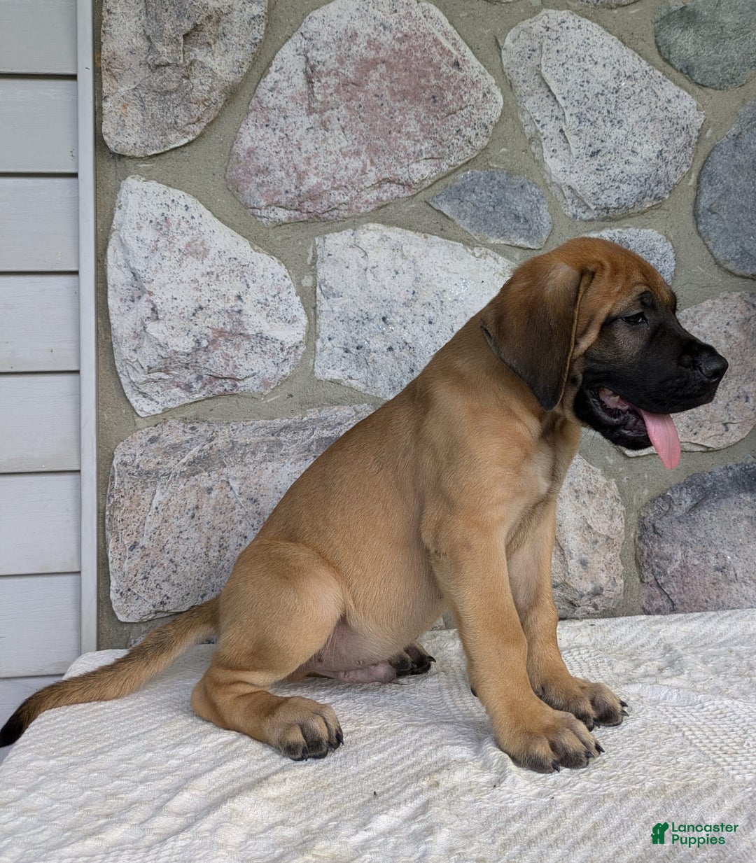 English Mastiff dogs for sale: Buck - Image 6