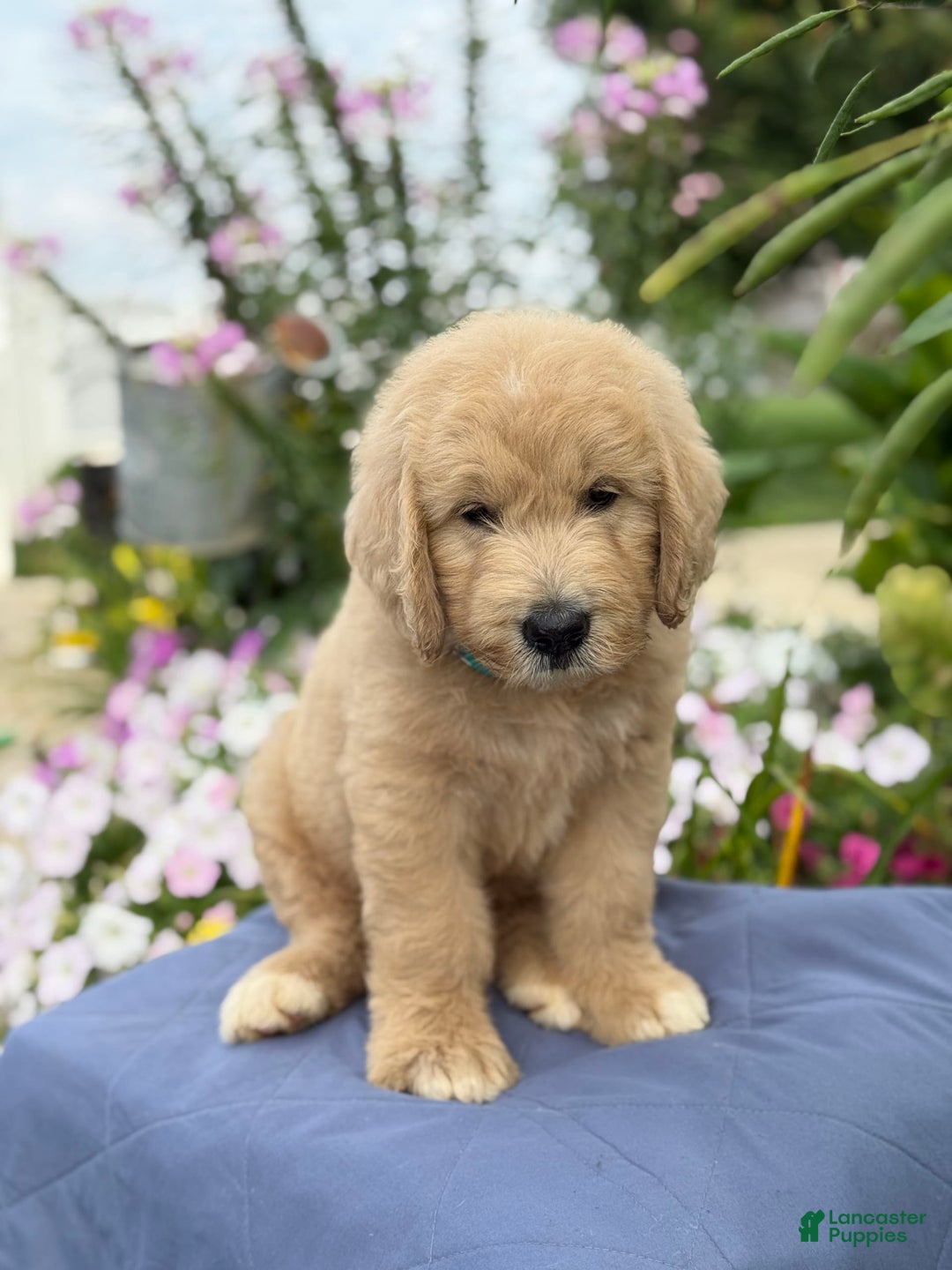 Goldendoodle dogs for sale: Jaden - Image 8