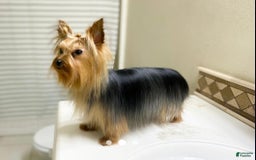 Yorkshire Terrier dogs for sale: Ella - Image 5