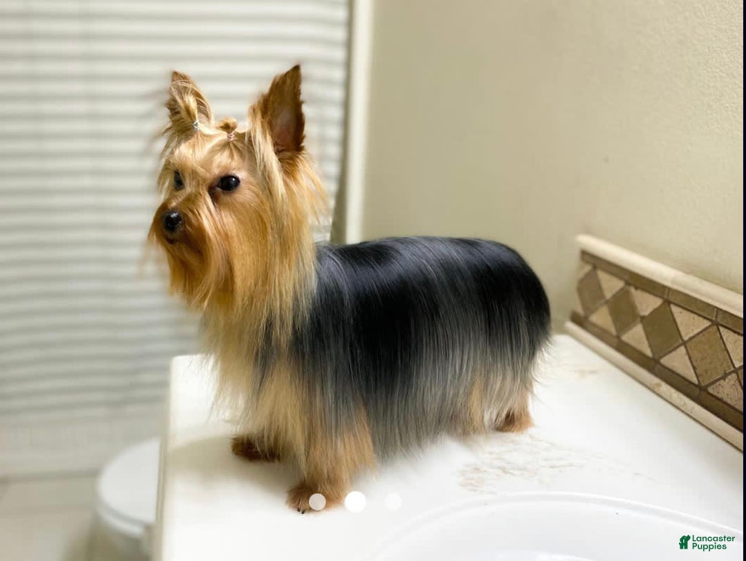 Yorkshire Terrier dogs for sale: Ella - Image 5